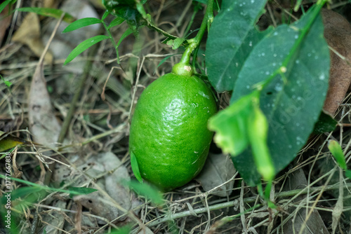 A single unripe, green citrus fruit, likely a lemon or lime