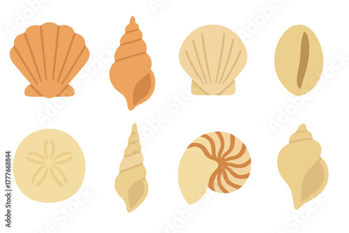 Colorful collection of seashells displayed together in various shapes and sizes, showcasing natural beauty and ocean diversity