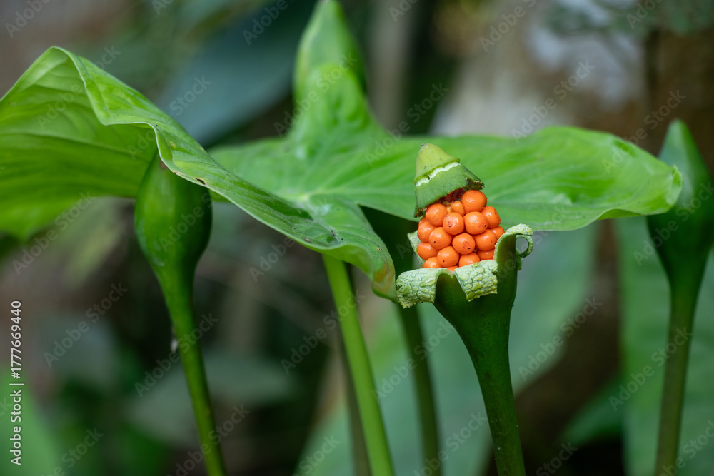 Obraz premium This plant, resembling Elephant Ear or Taro from the Araceae family