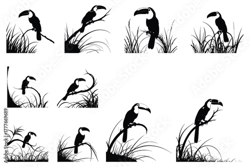 Black toucans perched on branches with grass silhouettes