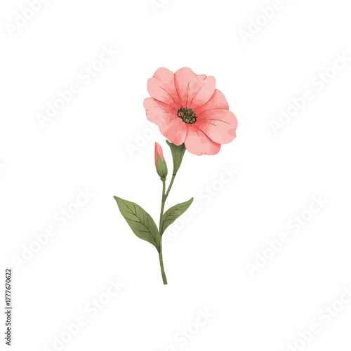 Watercolor vector of bellflower, isolated on a white background. Bellflower illustration.