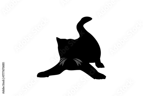 cat on a white background