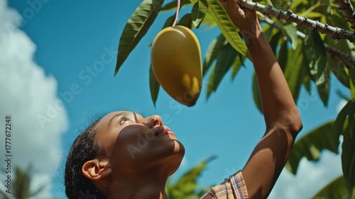 Harvesting the Golden Fruit: A person reaches up to pluck a ripe mango from the tree, the tropical sun casting a warm glow. 