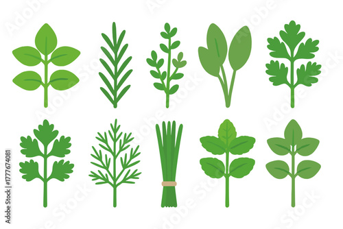 Fresh herbs collection including basil, rosemary, thyme, and more displayed on a white background for culinary use and decoration