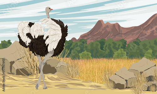 An ostrich walks along a sandy road in a valley at the foot of a mountain range. Wildlife of Africa. Realistic vector landscape.