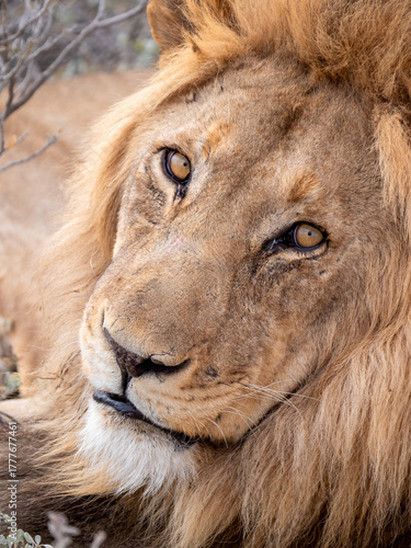 Pretty lion face (Phanthera leo), photographed in Etosha National Park.