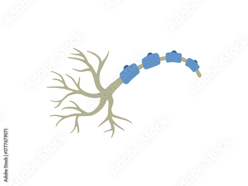 Schwann Glial Cells Illustration
