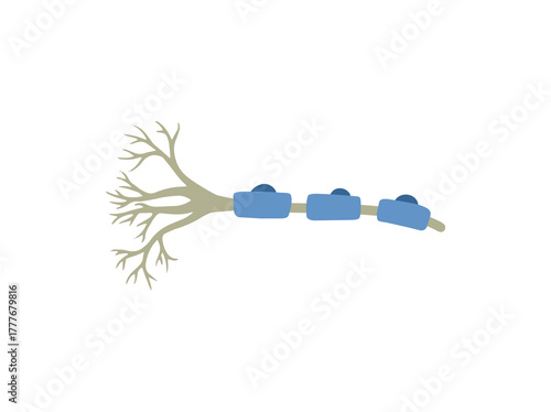 Schwann Glial Cells Illustration
