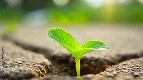 Single green plant sprout showing new life and growth, symbol of hope emerging from dry cracked earth