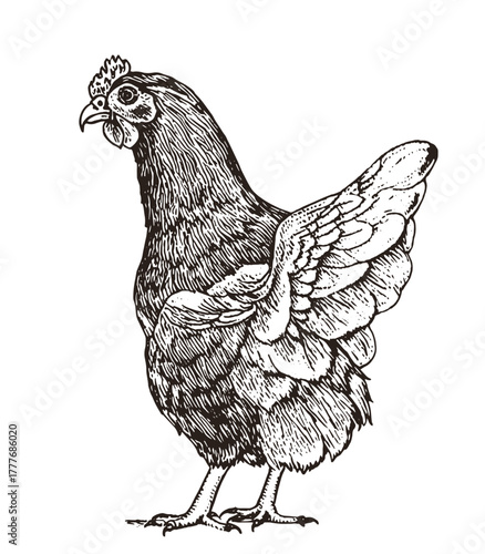 Vintage Engraving Style Chicken Illustration