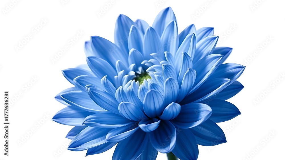 Obraz premium A close-up of a blue dahlia in full bloom, showcasing its textured petals.