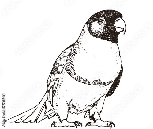 Hand-drawn Sketch of a Black-headed Parrot