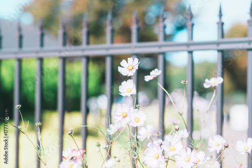 ふなばしアンデルセン公園のコスモスやお花