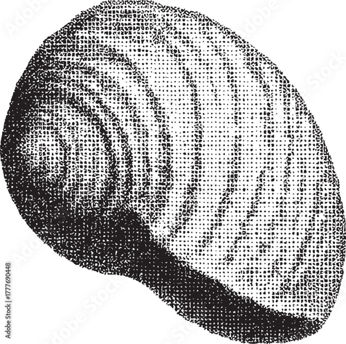 Halftone Seashell Illustration, Vintage Engraved Marine Shell Drawing, Black and White Ocean Object for Nautical Design and Retro Art Prints