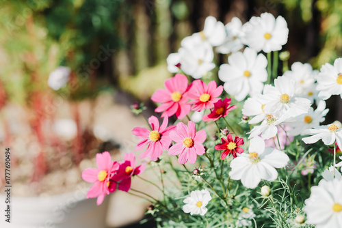 ふなばしアンデルセン公園のコスモスやお花