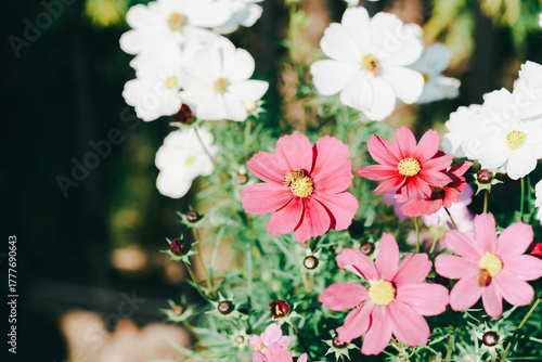 ふなばしアンデルセン公園のコスモスやお花