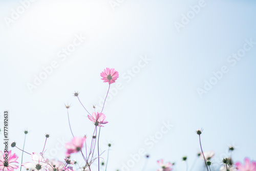 ふなばしアンデルセン公園のコスモスやお花