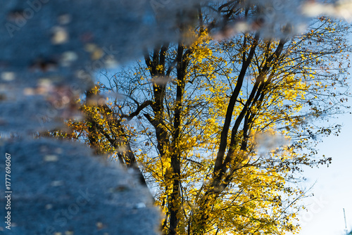 Fototapeta Naklejka Na Ścianę i Meble -  Odbicie dzrew w kałuży, jesienny krajobraz. 