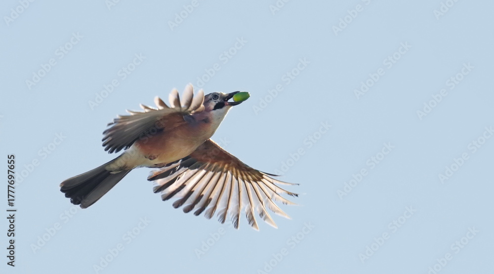 Obraz premium Eurasian Jay flying with green acorn in beak, Garulus glandarius, birds of Montenegro