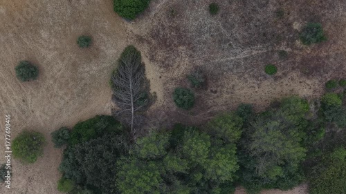 Straight-down drone shot of a forest clearing with visible trees, brown grass, and patches of green brush.
