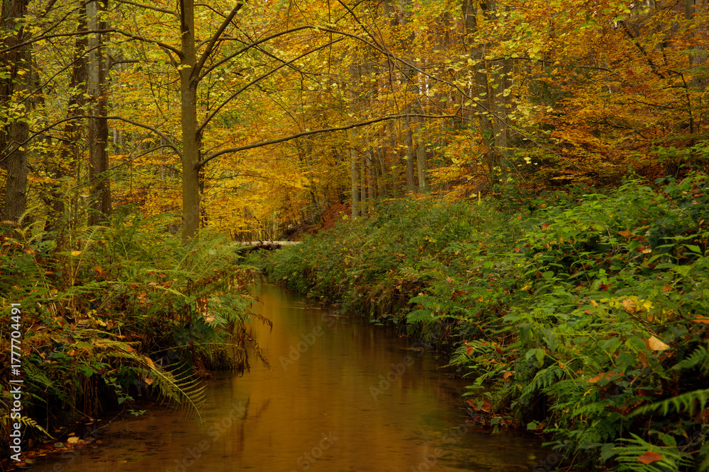 Fototapeta premium a cloudy autumn morning in the Pfälzerwald