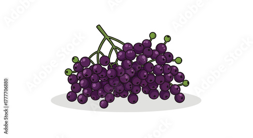 Illustration Of A Fresh Bunch Of Elderberries: Delicious And Healthy Fruit.