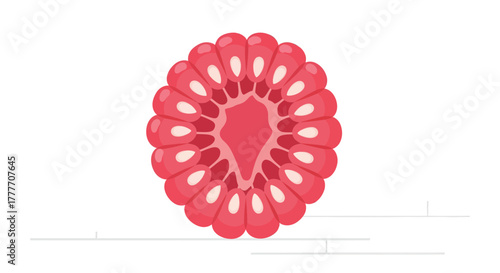 Illustration Of A Freshly Cut Raspberry, Displaying Internal Structure With Detail