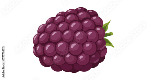Illustration Of A Freshly Picked Blackberry Against A Crisp White Backdrop
