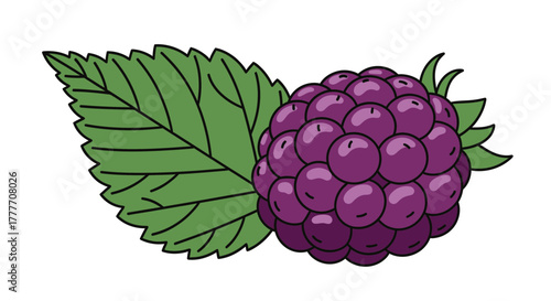 Illustration Of A Freshly Picked Blackberry With Its Accompanying Leaf On White Background