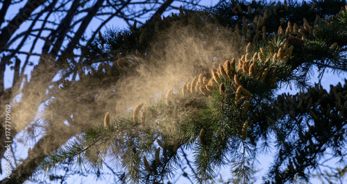 Pollen flying off the Cedar tree (Cedrus)