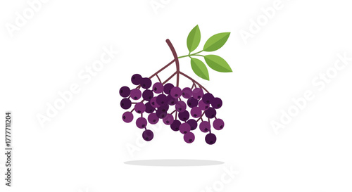 Illustration Of A Tasty Bunch of Elderberries Growing in Natural Environment