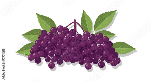 Illustration Of Purple Elderberries With Freshly Green Leaves On White Background
