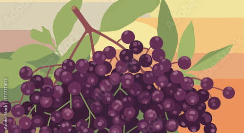Illustration Of Elderberries, Leaves, And A Subtle Backdrop In A Modern Graphic Style