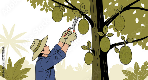 Illustration Of Farmer Harvesting Jackfruit From Tree In Peaceful And Serene Manner