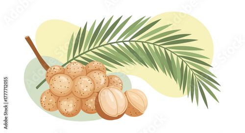 Illustration Of Longan Fruits With Palm Leaf And Abstract Shape On White Background
