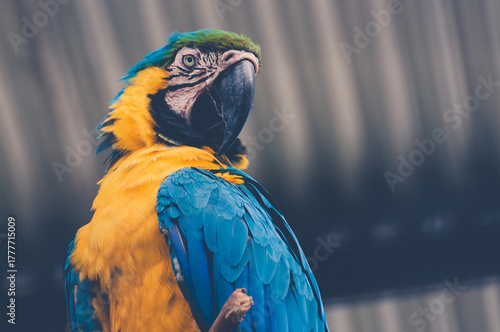 A brightly colored blue and yellow macaw poses majestically, its intense gaze and brilliant plumage highlighted by soft lighting that brings out every detail of its feathers.