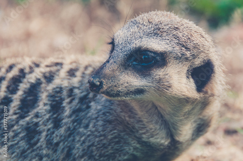 Close-up image of a meerkat looking to the right. Its fur is grayish brown with dark stripes on its back. Fine details of its fur, black snout, and bright dark eyes are visible. The background 