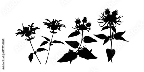 Wildflower wild bergamot silhouette illustration in black displayed clearly on transparent PNG with white background