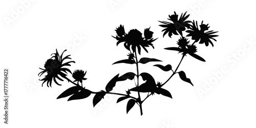 Wildflower wild bergamot silhouette illustration in black displayed clearly on transparent PNG with white background