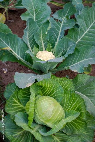 Cabbage and cauliflower both in a farmland
