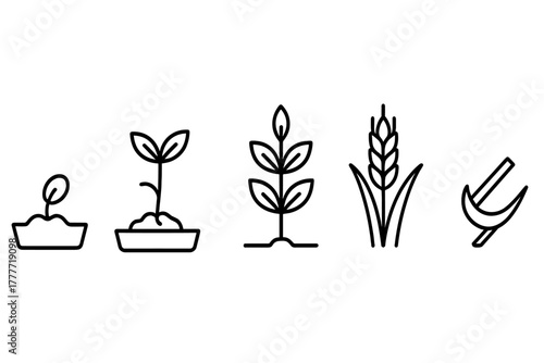 Crop Lifecycle Icons. Line style icons of crop lifecycle: seed in tray, sprouting seedling, young plant in tray, maturing plant