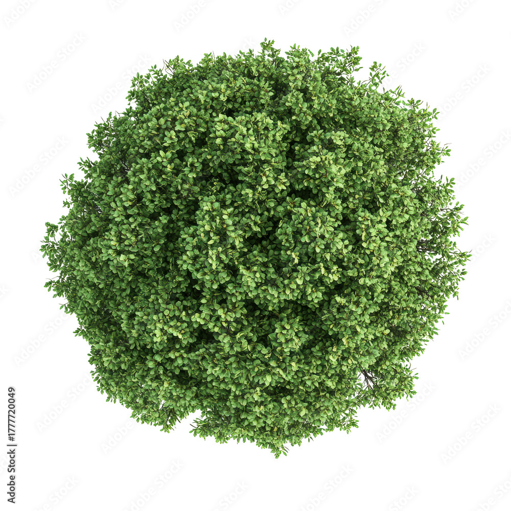 Obraz premium Dense green round tree with foliage
