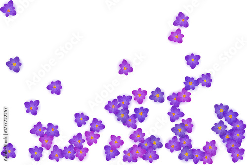 Purple crocus spring flowers vector illustration. Saffron flowers crocus blossom spring vector. Easter greeting card background saffron floral design. Religious holiday banner backdrop.