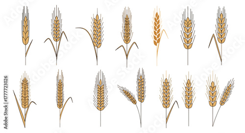 A collection of diverse stylized illustrations featuring golden wheat and cereal ears with stems, representing agriculture, harvest, and essential food grains.