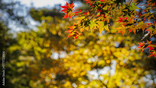 Autumn scenery in the afternoon at Achasan Mountain, with leaves turning from green to yellow, orange, or red.