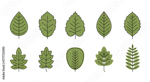 A collection of simple, stylized green leaf icons showcasing various common shapes and vein patterns, isolated on a white background.