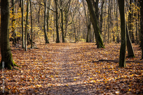 Jesień, spacer w miejskim lesie w Warszawie. Lasek Bielański.