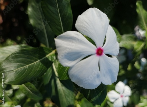 White Madagascar Periwinkle in Bloom