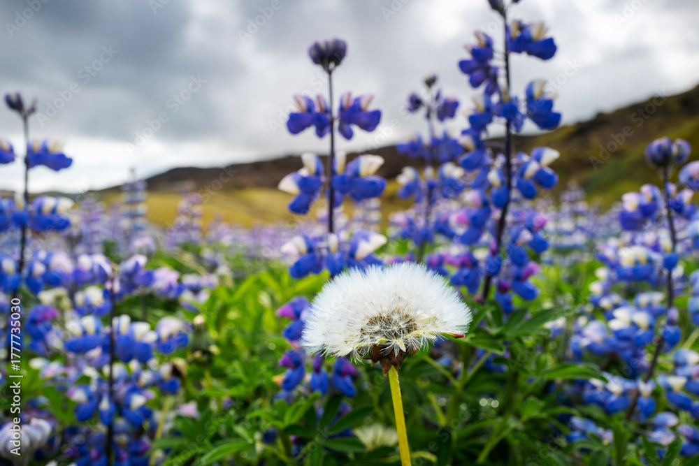 Obraz premium Iceland: Danselion seeds from flower among blue wildflowers seen in Iceland in June and July
