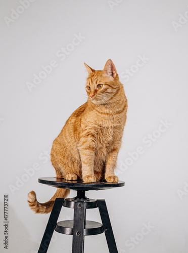 portrait of a red-haired young cat sitting obediently on a stool on a white background